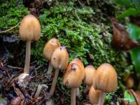 Ansammlung winziger hellbrauner Pilze